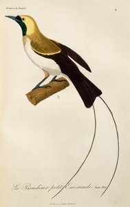 Junges Männchen des Kleinen Paradiesvogels, Gravur aus Histoire naturelle des oiseaux de paradis et des epimagues