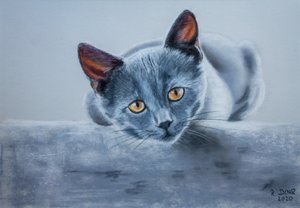 Graue Katze