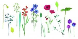 Bunte Aquarellblüten von Renate Holzner