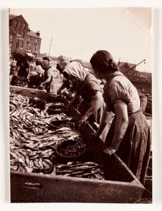 Fischen, Fischerfrauen sortieren Fisch, Whitby Harbour, North Yorkshire, ca. 1905 von John Pardon