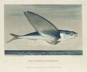 Fliegender Fisch von John Pardon
