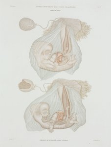 Gynäkologie: Menschlicher Fötus im Alter von 40 Tagen, ca. 1847-1859 von John Pardon
