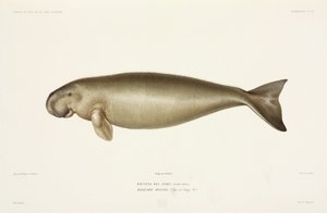 Halicore Dugong
