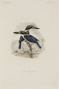 Eisvögel, Samoa