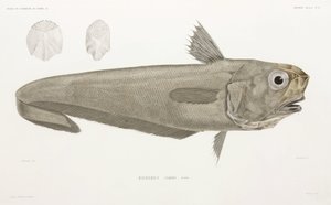 Messerfisch von John Pardon