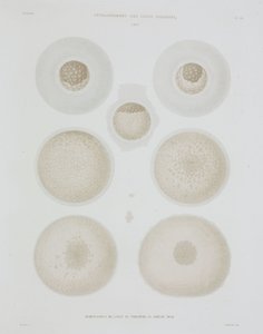 Kaninchenei, ca. 1847-1859