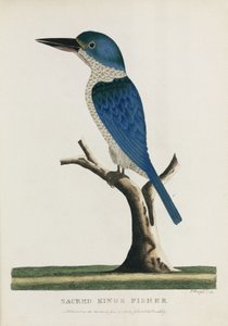 Heiliger Eisvogel, Australien, ca. 1788