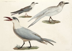 Seeschwalben und Möwen, Ägypten