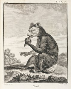 Der Indri - eine Art Lemur, Madagaskar von John Pardon