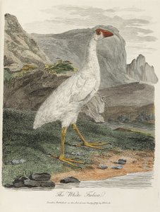 Die Weiße Fulica