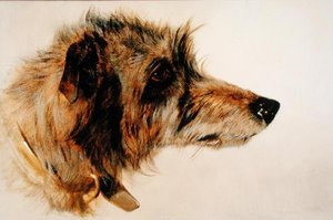 Kopf eines Hundes