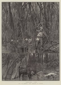Elch- oder Sambhur-Hirschjagd in Ceylon