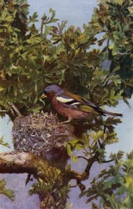 Buchfink am Nest