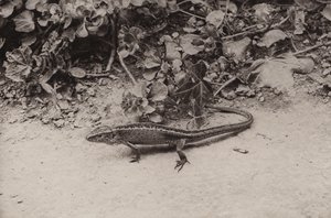 Zauneidechse von Richard and Cherry Kearton