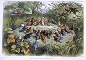 Ein Elf und Vögel