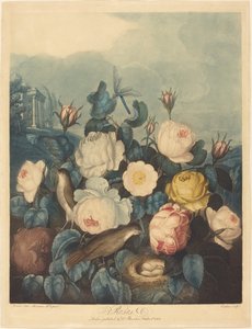 Rosen von Richard Earlom after Dr. Robert John Thornton