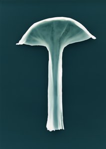 Ohne Titel von Richard Green
