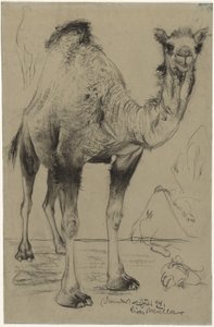 Dromedar von Richard Muller
