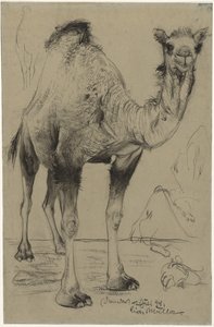 Dromedar, 1894 von Richard Muller