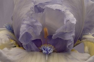 Sanfte Lavendel-Iris