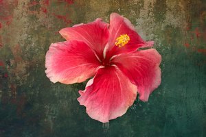 Tropische Hibiskusblüte