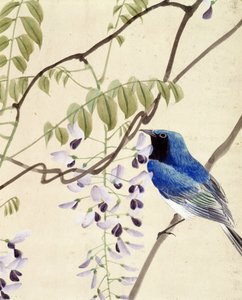 Vogel - Japanische Zeichnung von Riou Chim, späte 19. Jahrhundert von Riu Chim