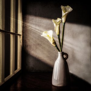 Calla-Lilien im Fensterlicht