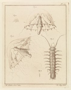Leptomeduse und ein Brackwasserassel von Robbert Muys