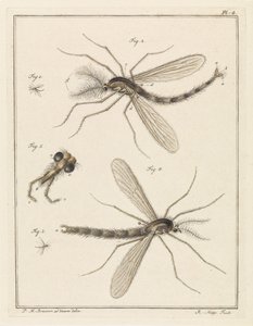 Federfliege von Robbert Muys