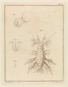 Polypqualle und ein Sandflohkrebs von Robbert Muys