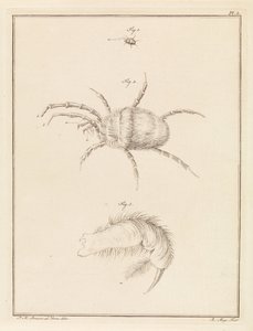 Rote Spinne von Robbert Muys