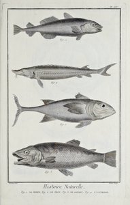 Kabeljau, Thunfisch, Lachs und Stör, Illustration aus 