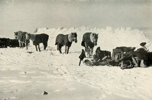 Ponys hinter ihrem Schutz im Lager auf der Barriere, 1911, 1913
