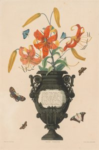 Eine Auswahl von Hexandrian Pflanzen...: Tigerlilie, 1831-1832