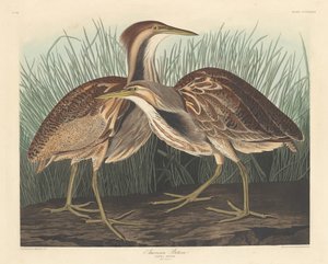 Amerikanischer Rohrdommel, 1836