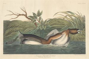 Amerikanischer Zwergtaucher von Robert Havell