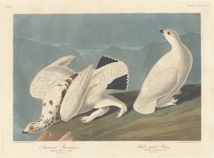Amerikanisches Schneehuhn und Weißschwanz-Schneehuhn, 1838