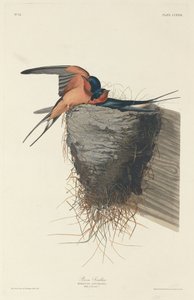 Rauchschwalbe, 1833