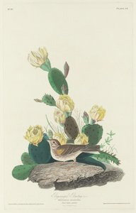 Bay-winged Bunting von Robert Havell