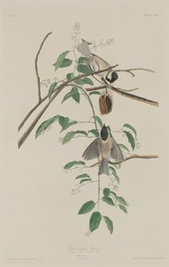 Schwarzmeise