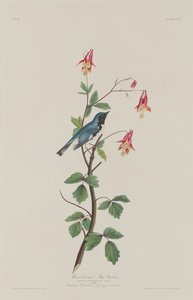 Schwarzkehl-Waldsänger von Robert Havell
