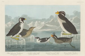 Schwarzkehl-Guillemot, Knopf-Schnabel-Auk, Locken-Kamm-Auk und Horn-Schnabel..., 1838 von Robert Havell