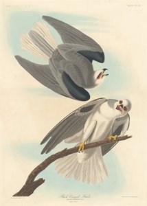 Schwarzflügeliger Falke, 1837