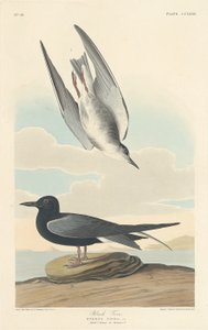 Schwarze Seeschwalbe von Robert Havell