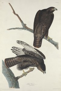 Schwarzer Krieger, 1830