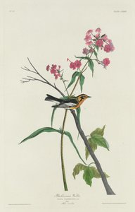Schwarzkehl-Waldsänger, 1832 von Robert Havell