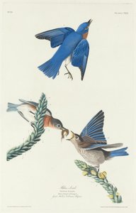 Blaukehlchen, 1831