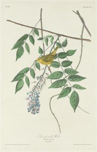 Gelbbrust-Waldsänger, 1830 von Robert Havell