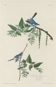 Blaugrauer Schnäpper, 1830