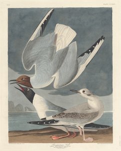 Bonapartemöwe (1836)